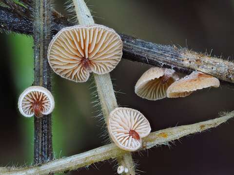 Image of Deconica phillipsii (Berk. & Broome) Noordel. 2009