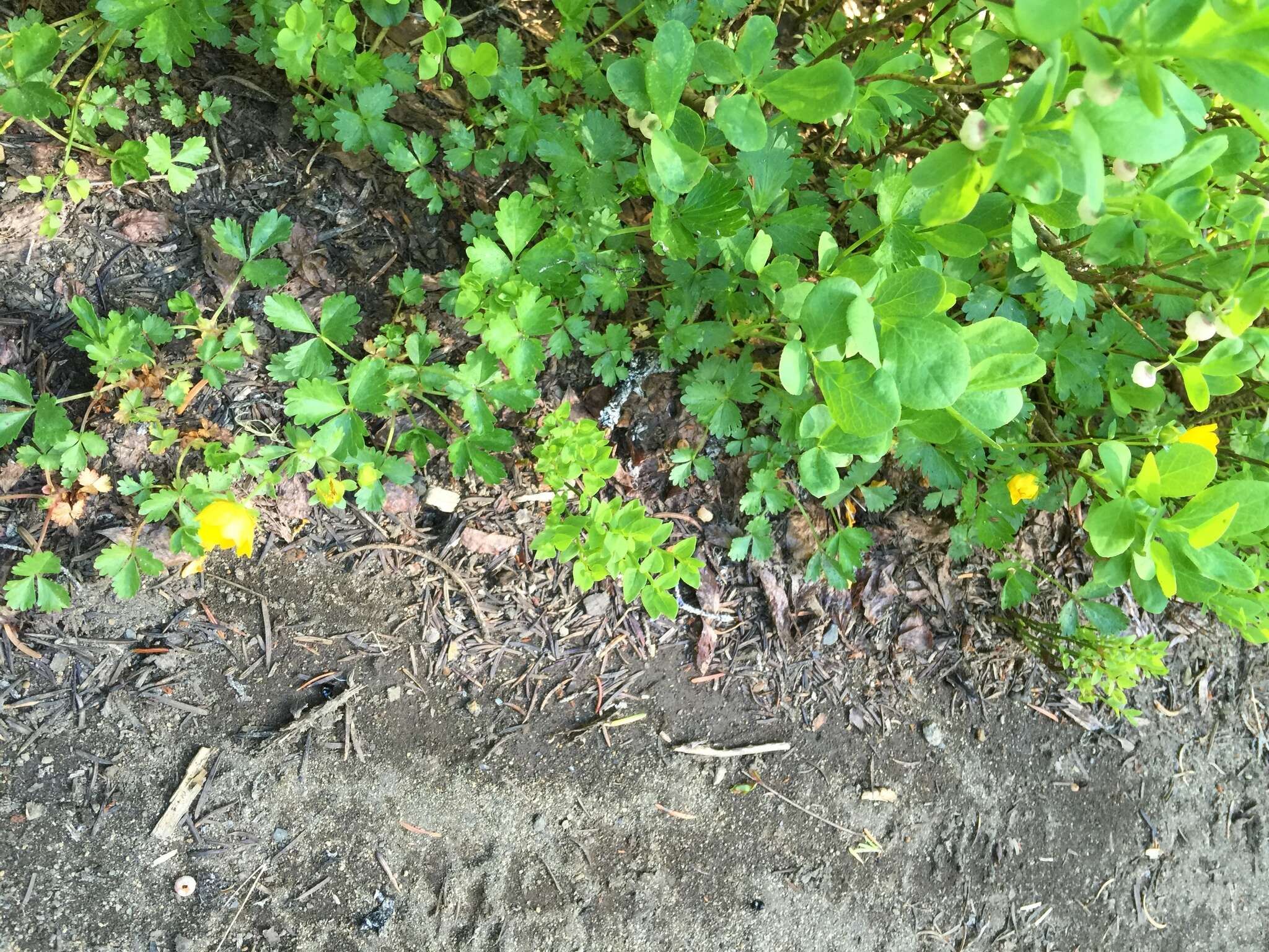 Image of high mountain cinquefoil