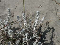 Image of Achillea maritima subsp. maritima