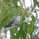 Image of Oasis Hummingbird