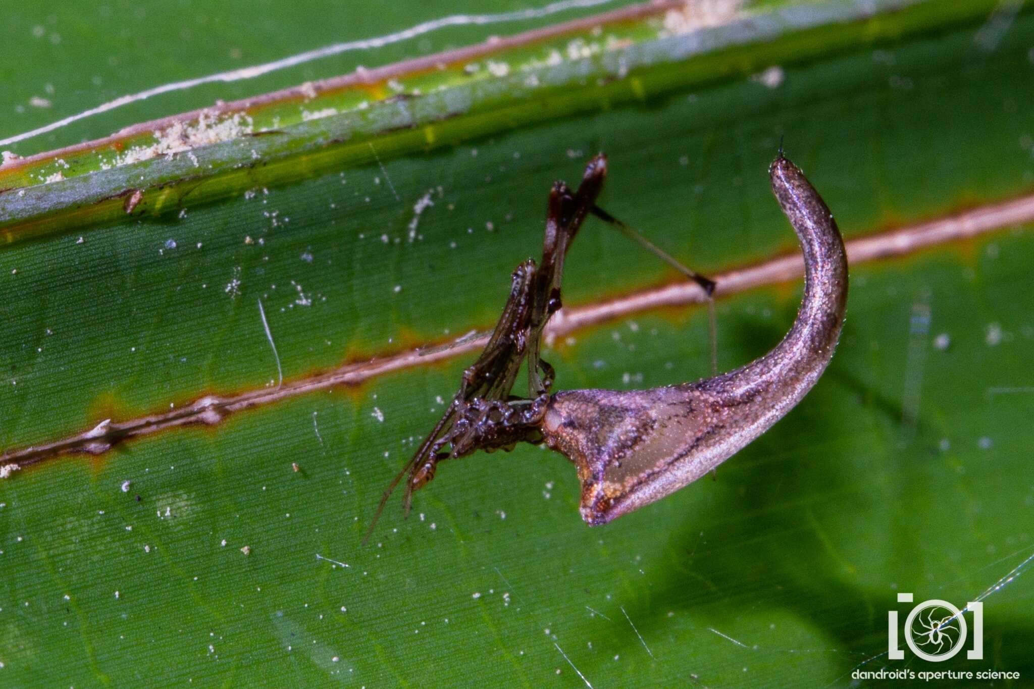 Image of Rhomphaea projiciens O. Pickard-Cambridge 1896