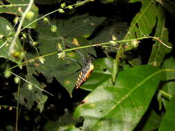 صورة Brachytes bicolor Westwood 1842