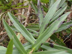 Image of Faujasia salicifolia (Pers.) C. Jeffrey