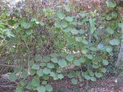 Image de Actinidia chinensis var. hispida C. F. Liang