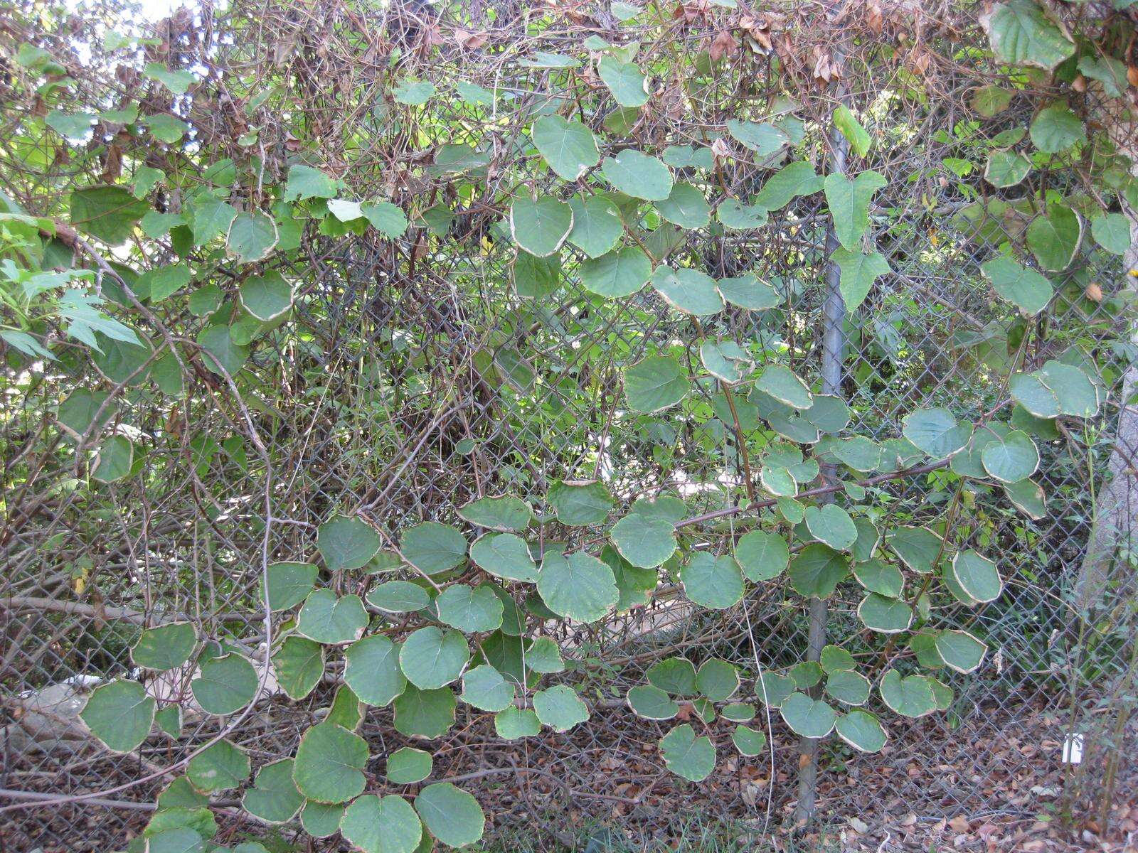 Image de Actinidia chinensis var. hispida C. F. Liang