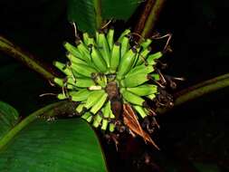 Image of Musa monticola M. Hotta ex Argent