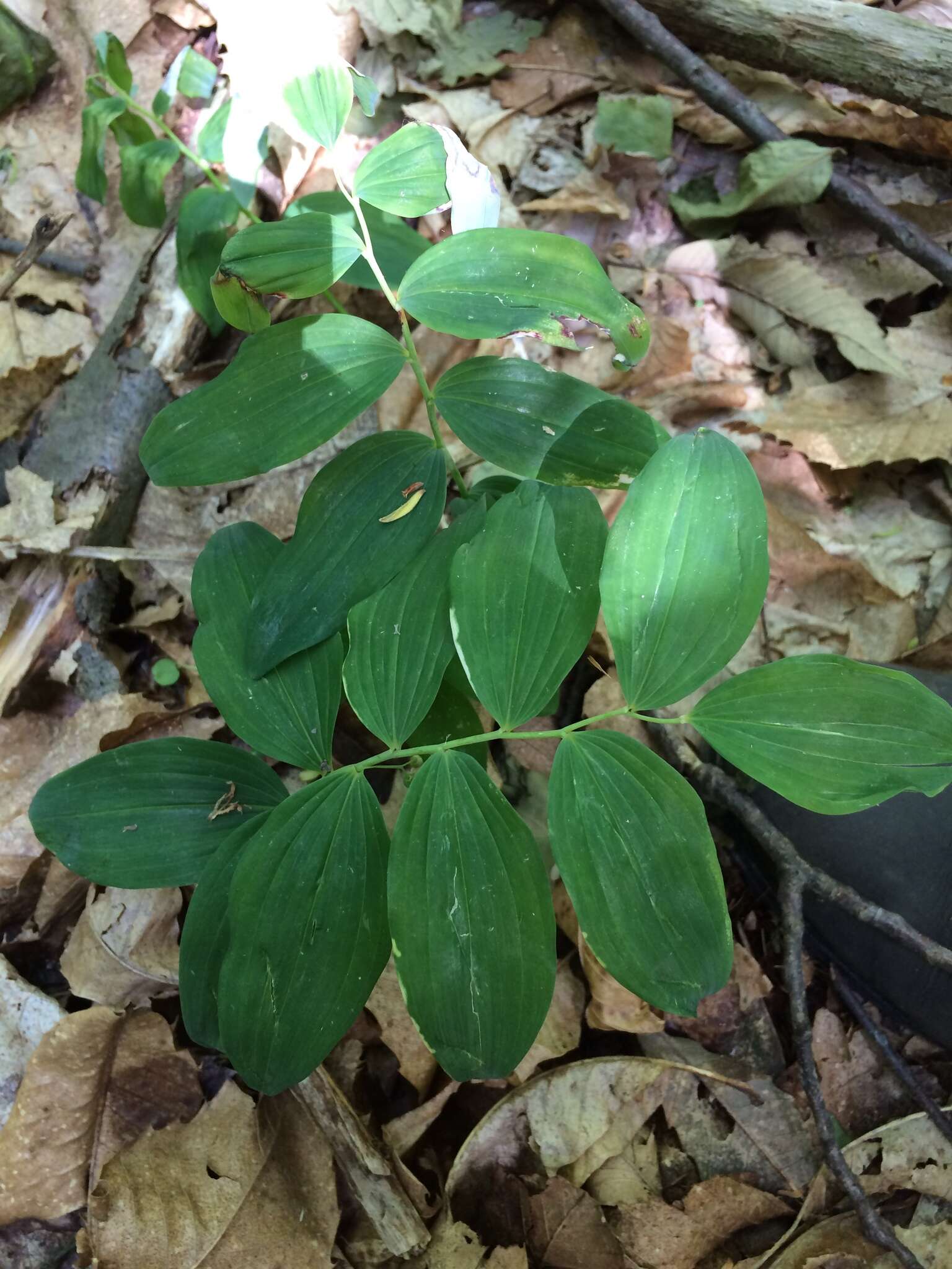 Слика од Polygonatum multiflorum (L.) All.