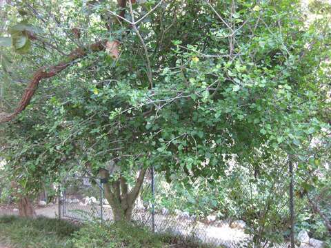 Image of Thunberg's gardenia