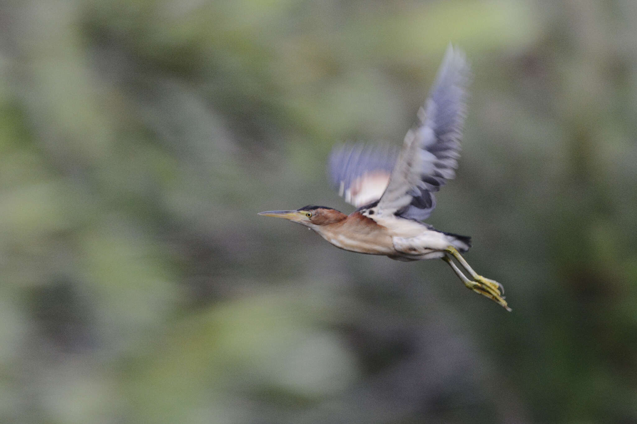 Image of Australian Little Bittern