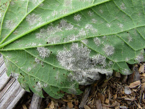 Image of Pseudoperonospora urticae