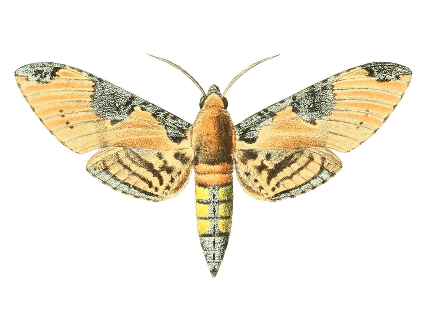 Image of Manduca ochus (Klug 1836)