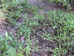 Image of Red Valerian