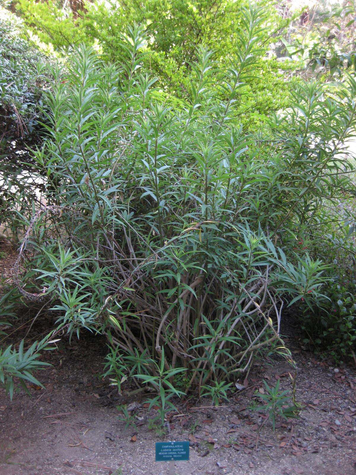 Image de Lobelia laxiflora Kunth