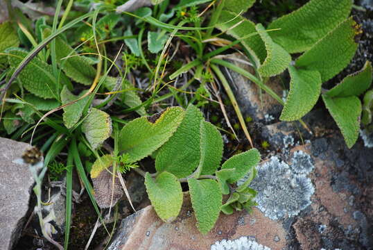 Слика од Lepechinia meyenii (Walp.) Epling