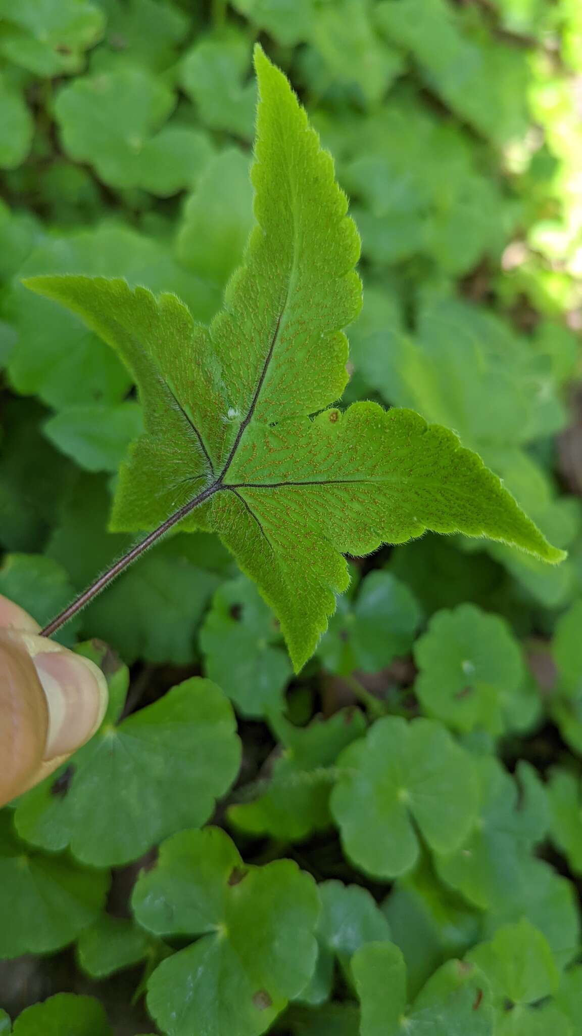 Image of starfern