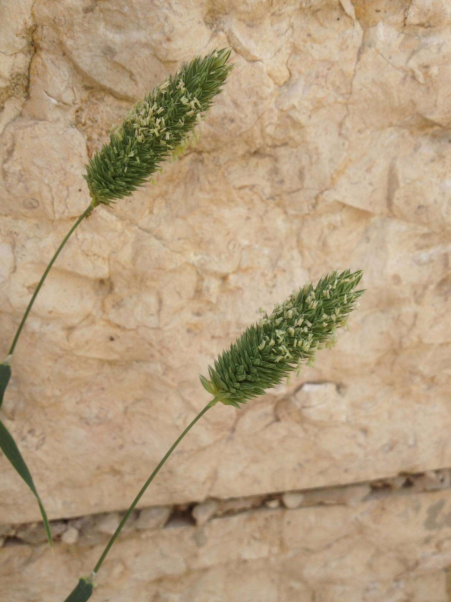 Image of shortspike canarygrass