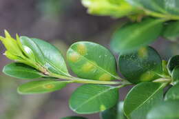 Image of Boxwood leafminer