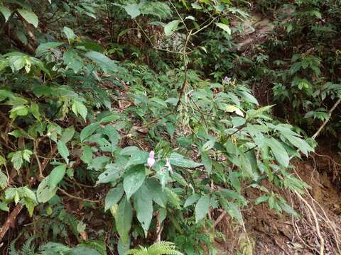 Image of Dicliptera tinctoria