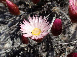 Image of Syncarpha canescens subsp. tricolor (DC.) B. Nord.