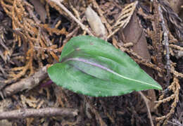 Image of Tipularia japonica Matsum.