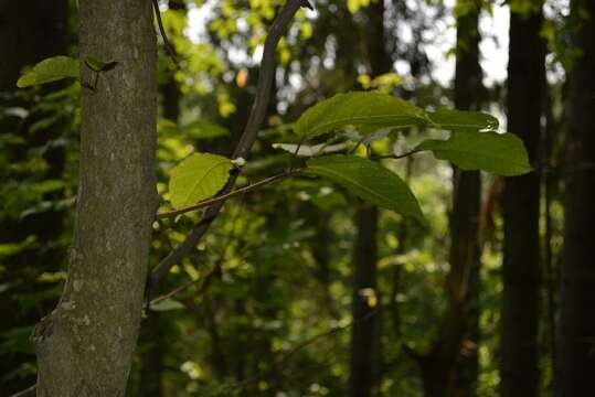 Imagem de Prunus ssiori F. Schmidt