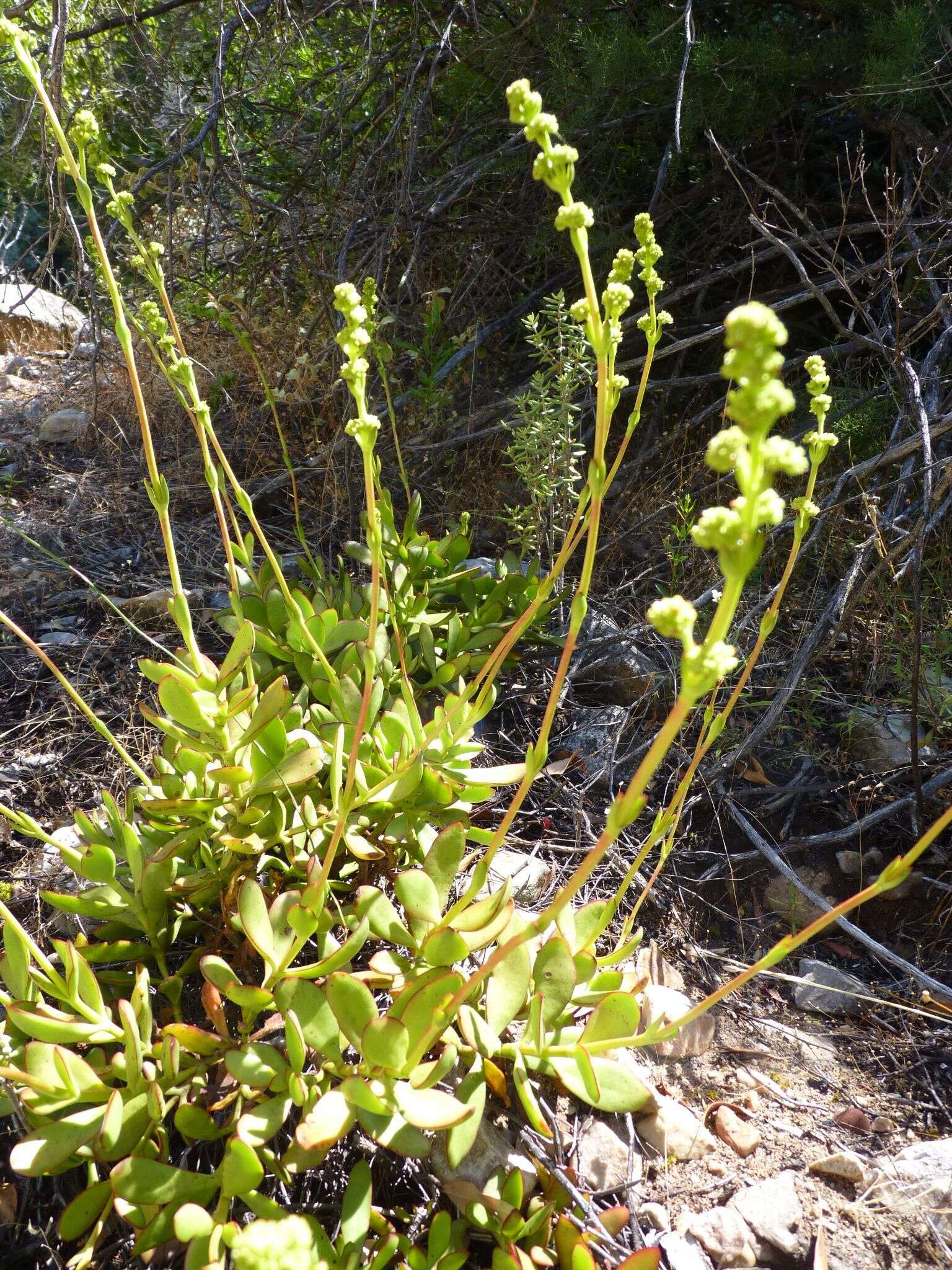 Crassula cultrata L. resmi