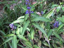 Image of Blue ginger