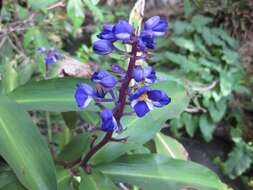 Image of Blue ginger