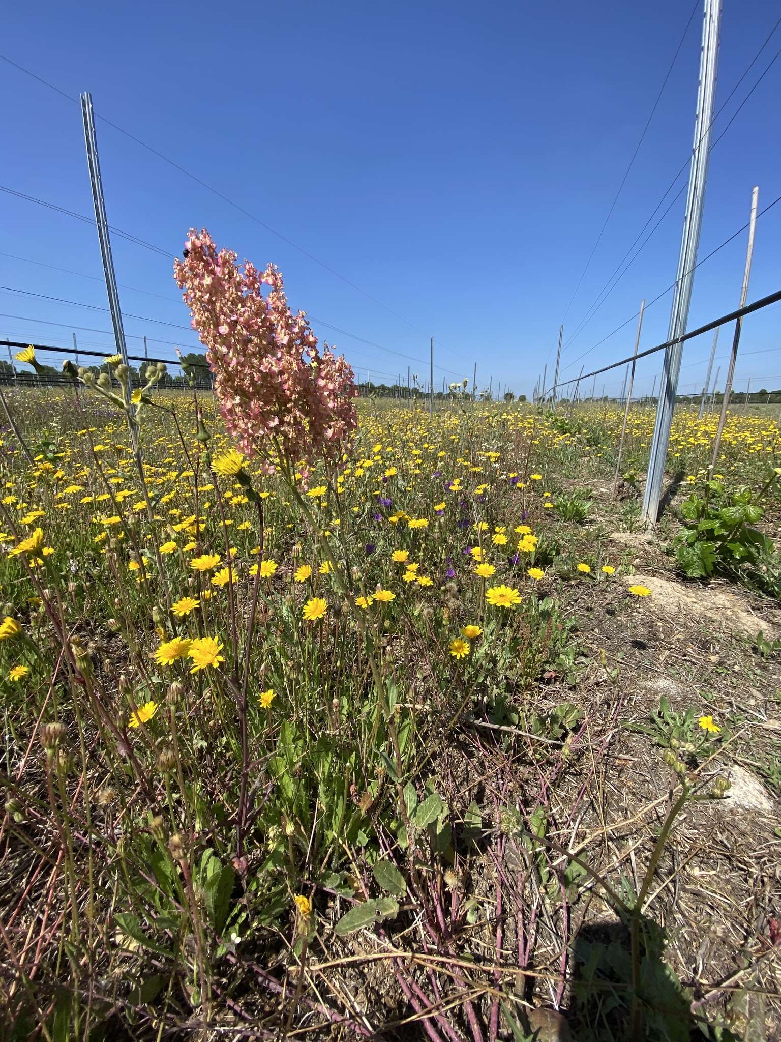 Image de Rumex thyrsoides Desf.