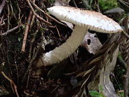 Image of Volvate amanita