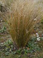 Plancia ëd Chionochloa rubra subsp. rubra