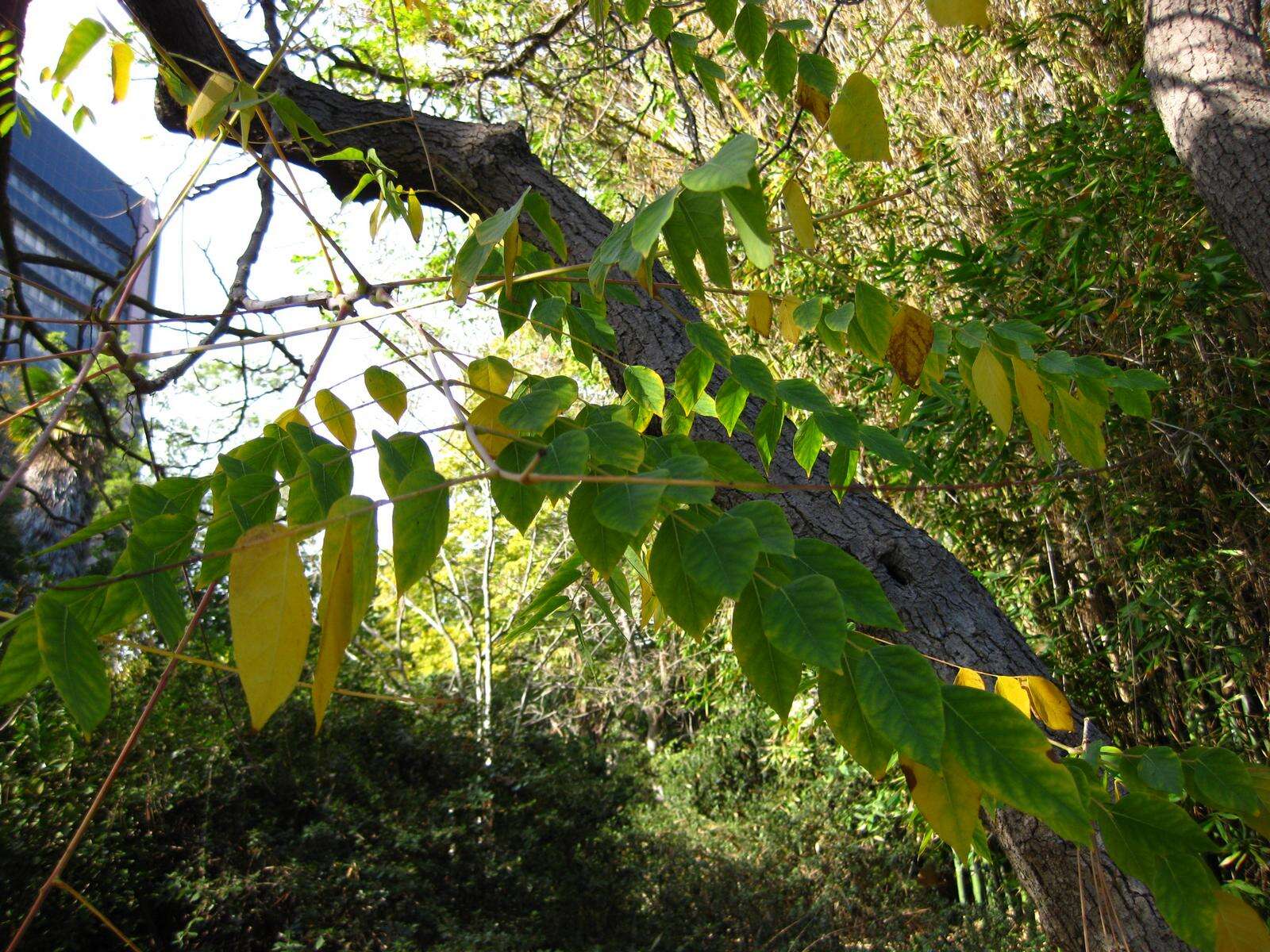 Plancia ëd Gymnocladus dioica (L.) K. Koch