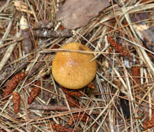 Image de Suillus salmonicolor (Frost) Halling 1983