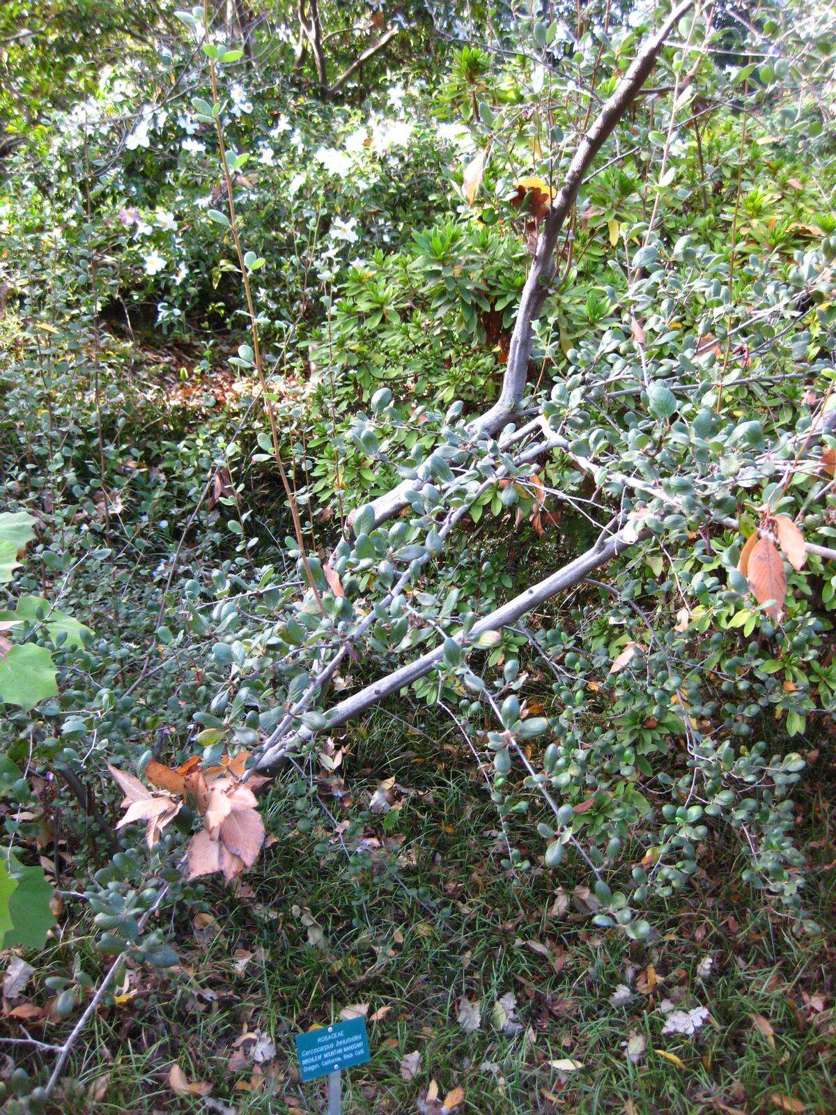 Image of Birch-leaf Mountain-mahogany