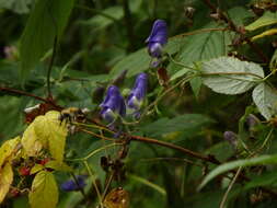 Image of Aconitum volubile Pall.