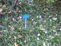 Image of Birch-leaf Mountain-mahogany