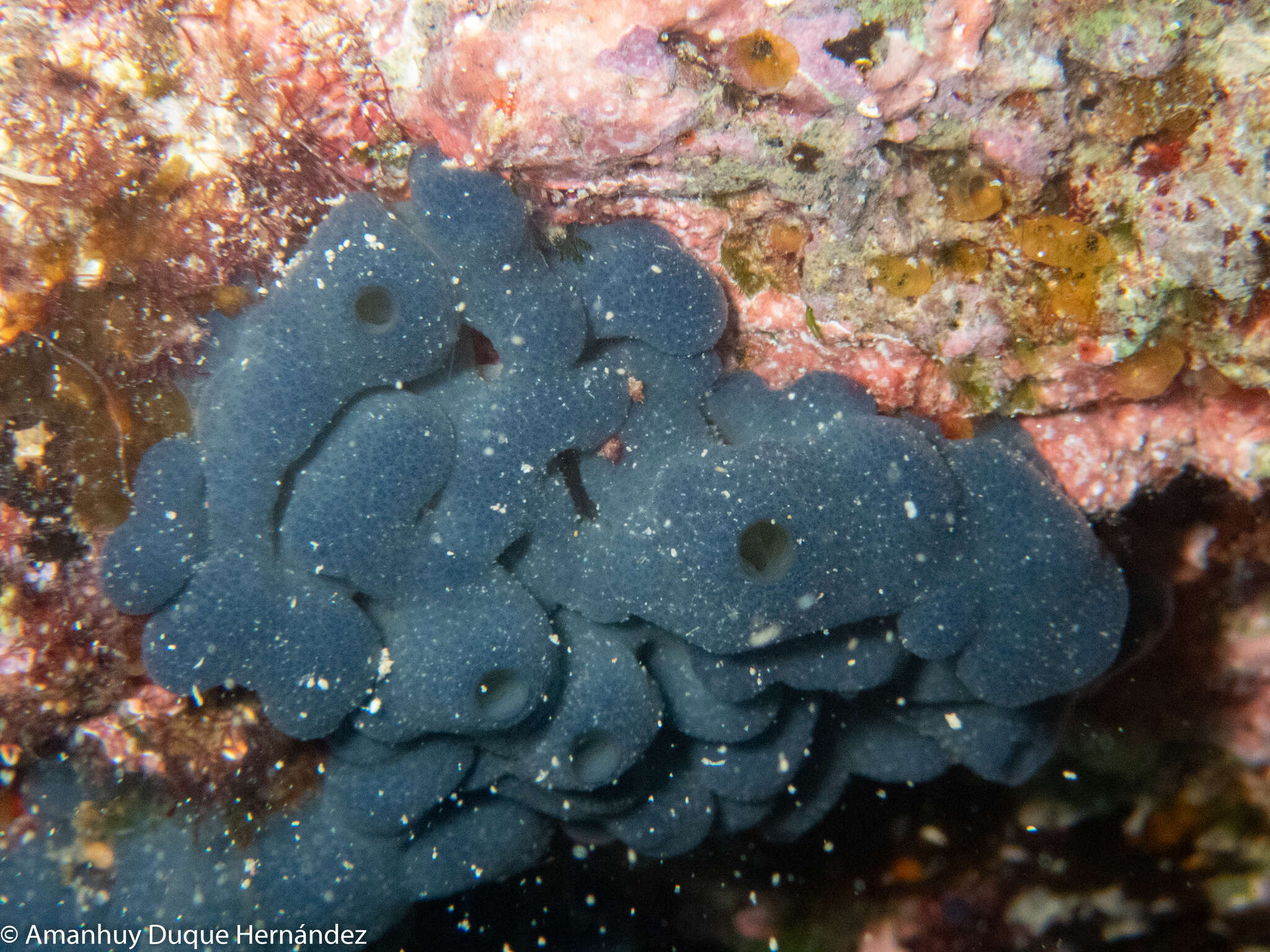 Image de éponge bleue