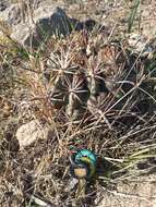 Image of Sclerocactus uncinatus subsp. crassihamatus (F. A. C. Weber) N. P. Taylor