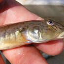 Image of Freshwater goby