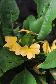 Image of Crossandra multidentata K. Vollesen