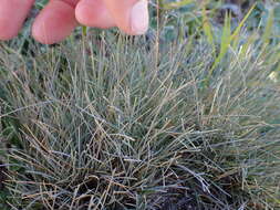 Image of Poa colensoi Hook. fil.