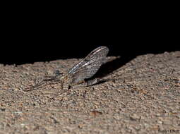 Image of cleftfooted minnow mayflies