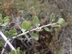 Plancia ëd Ceanothus ferrisiae Mc Minn