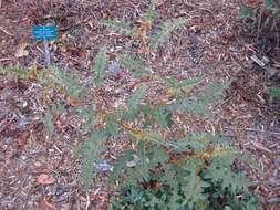 Image of Orange-thorned nightshade