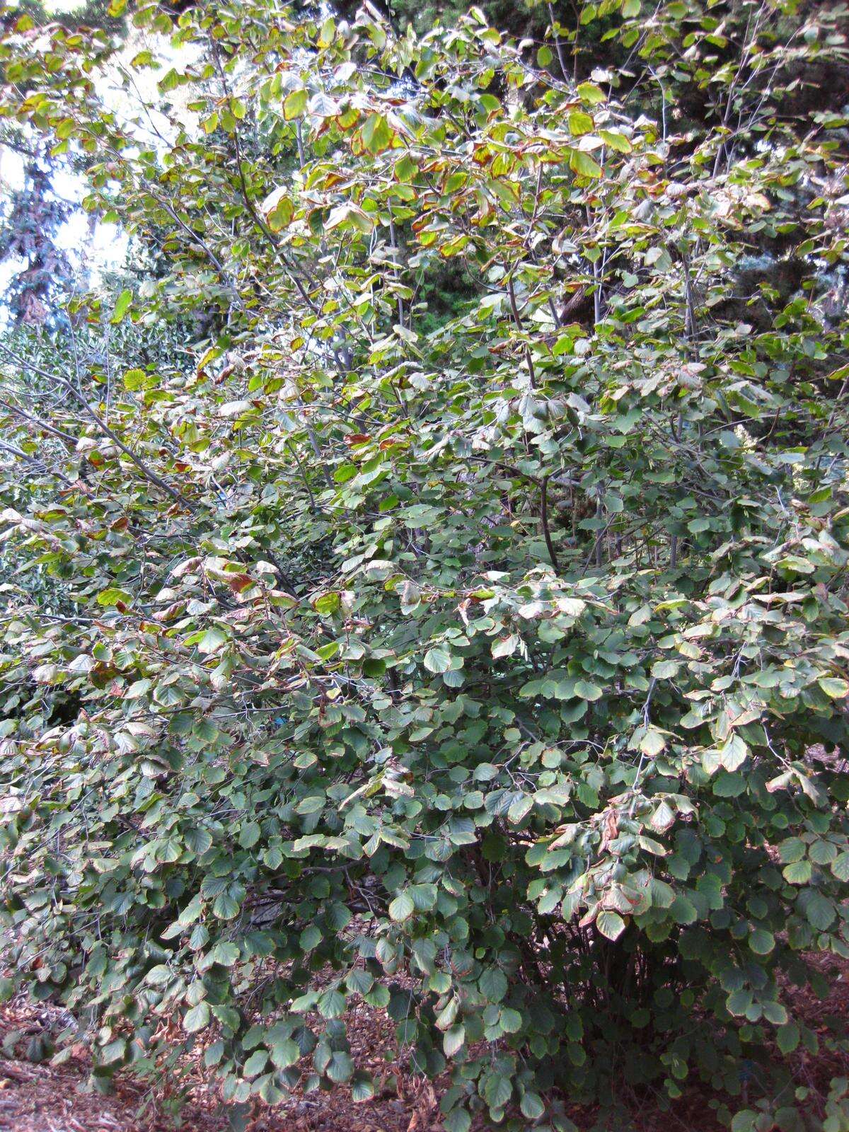 Image of Cobnut