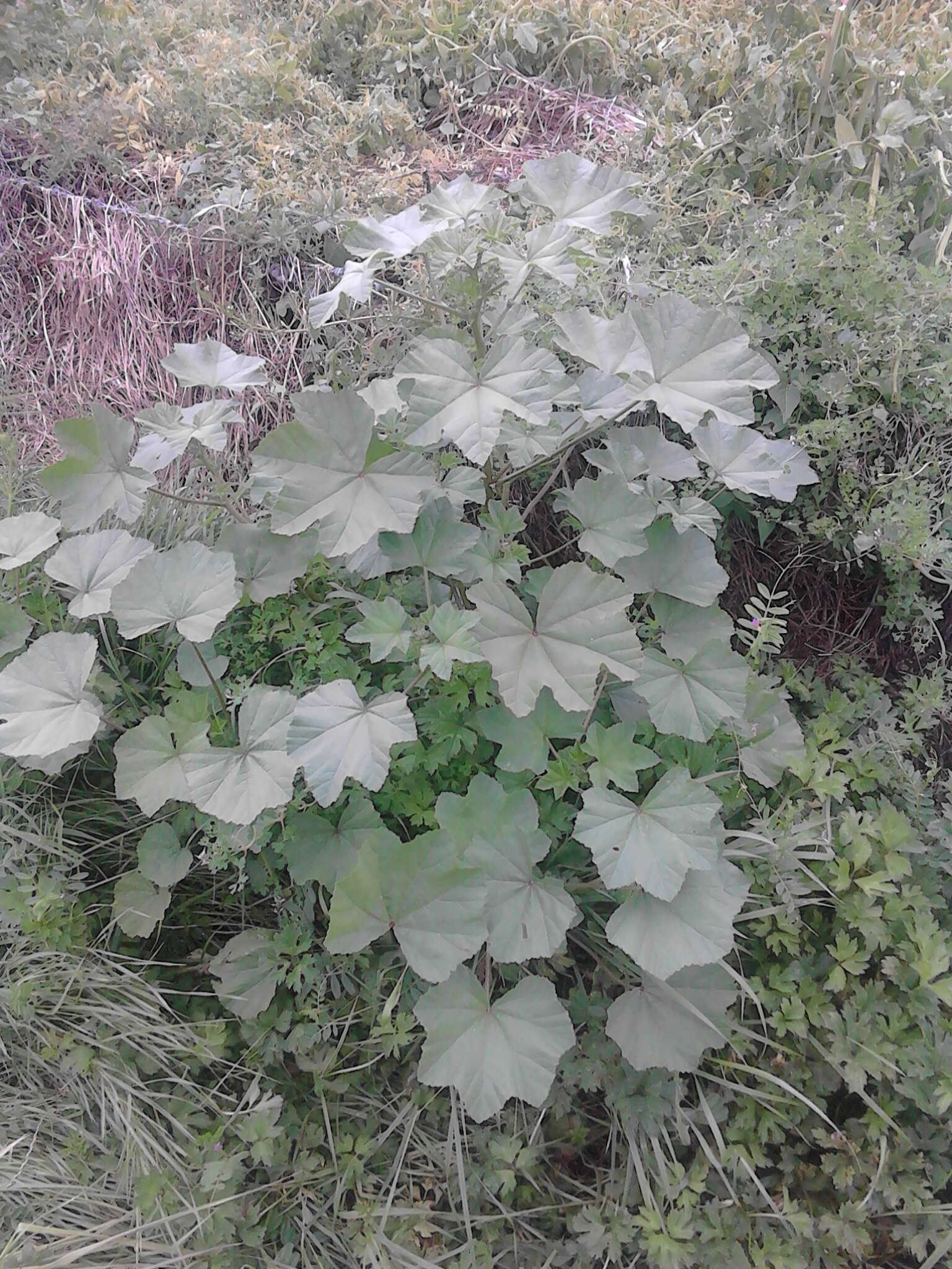 Image of tree mallow