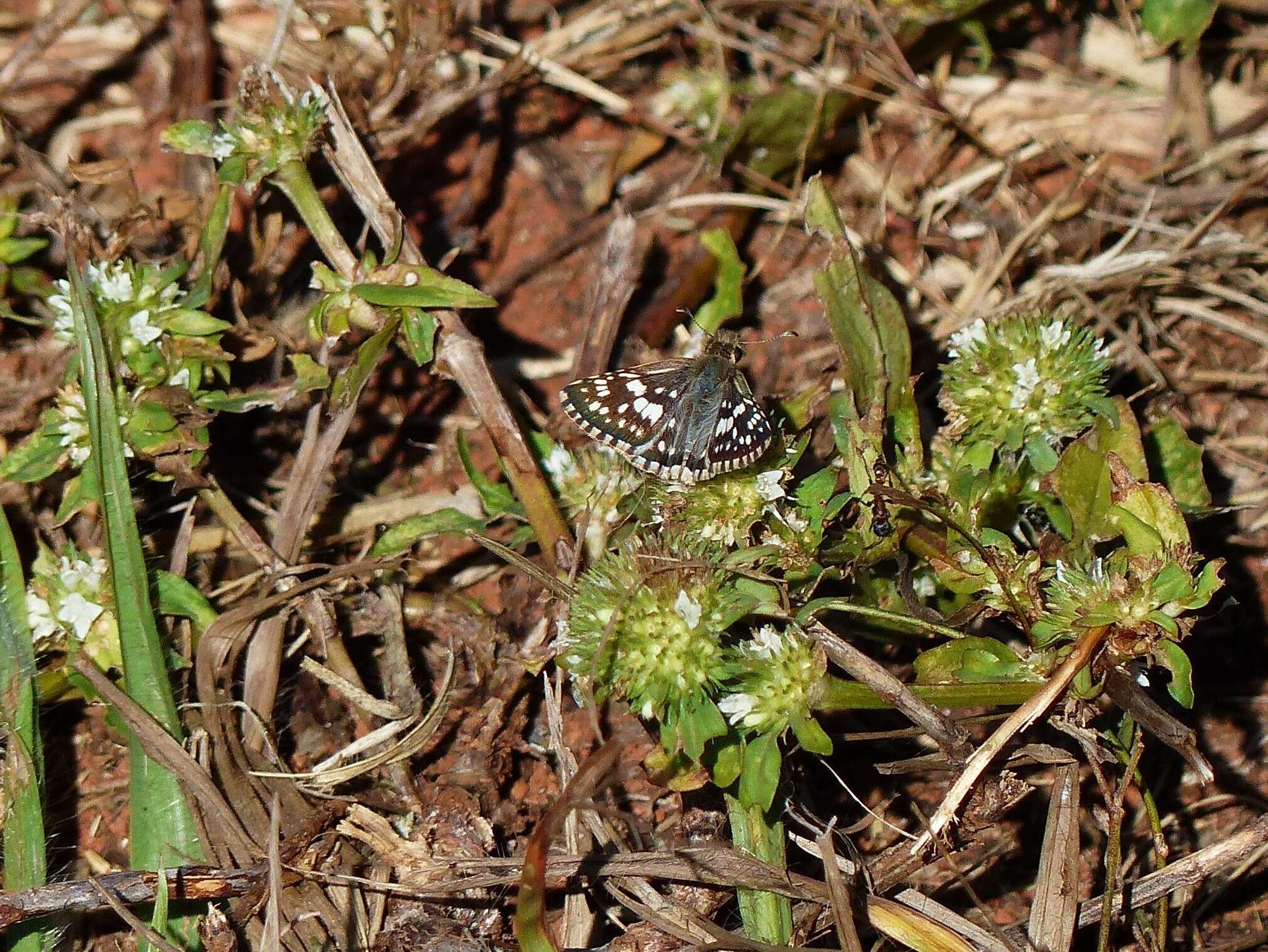 Image of <i>Burnsius orcynoides</i>