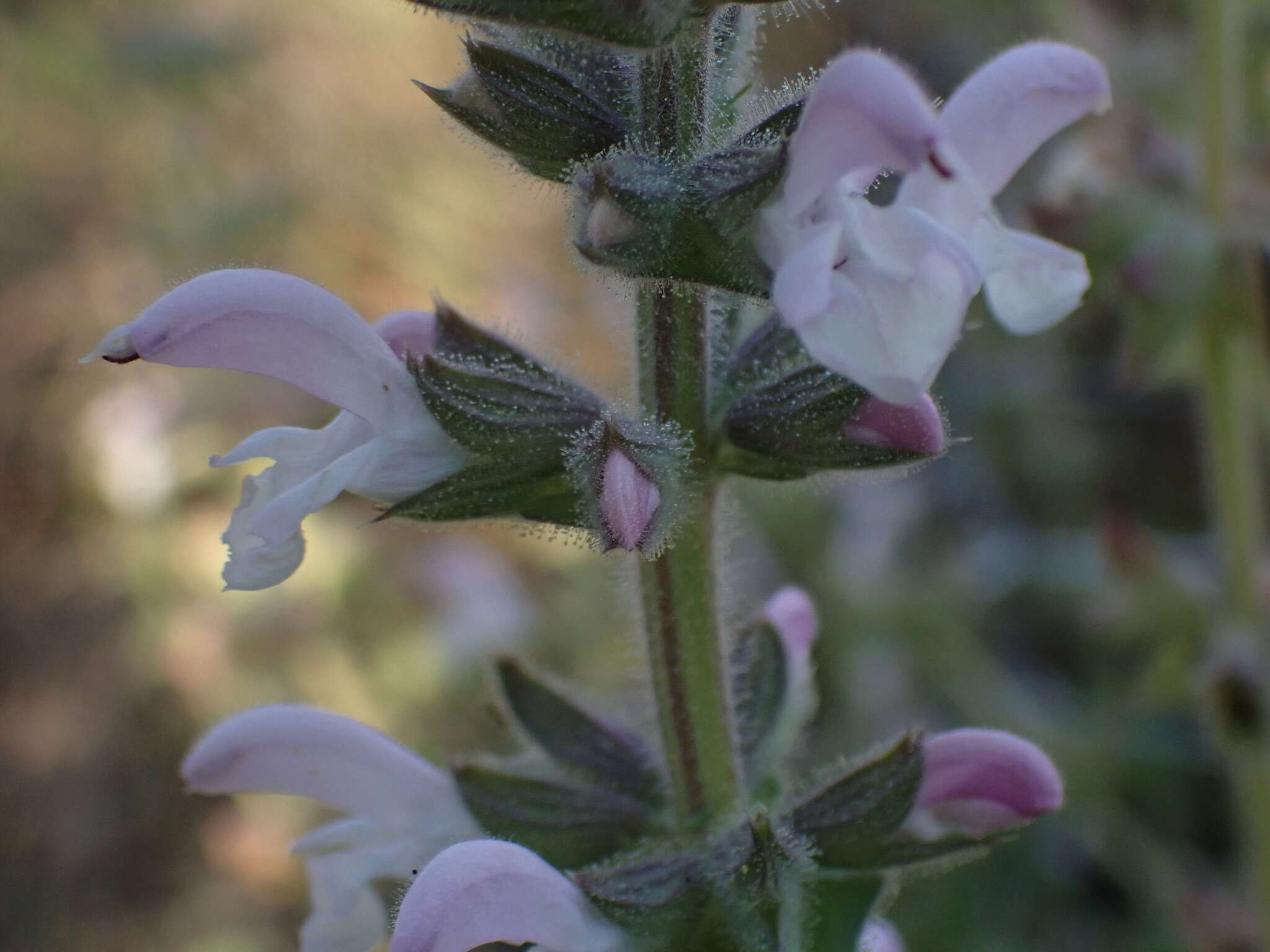 Image of Large blue sage