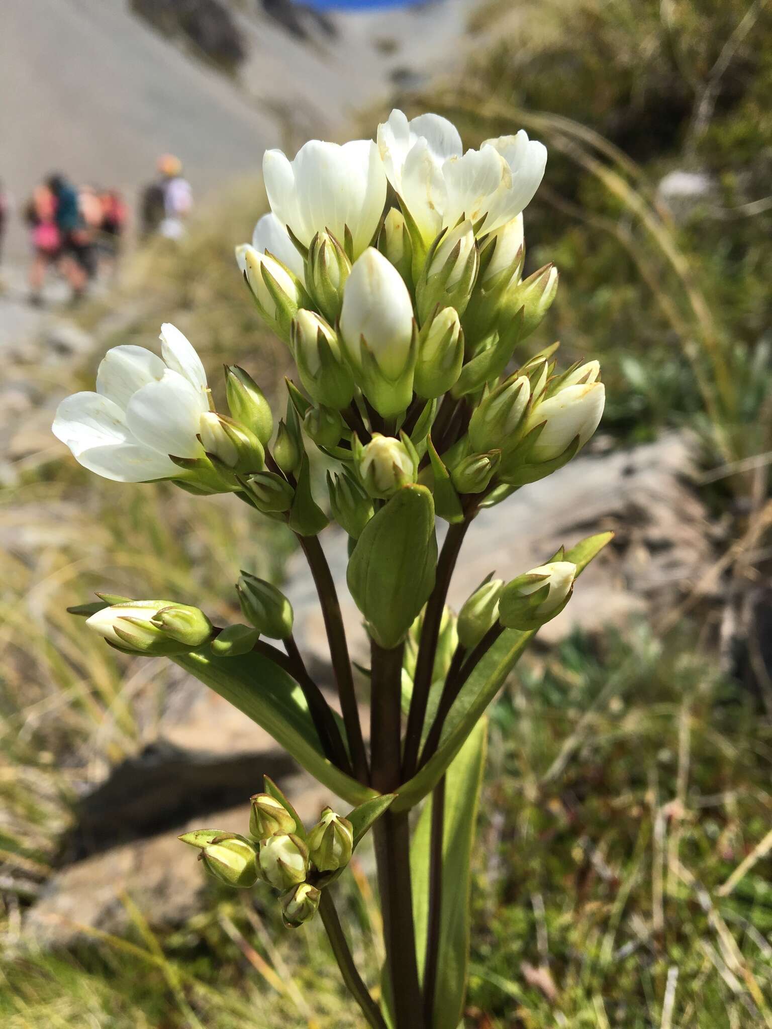 Image of Gentianella corymbifera subsp. corymbifera