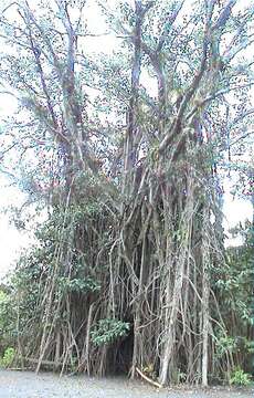 Image of Banyan